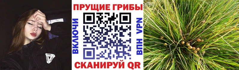 Псилоцибиновые грибы Psilocybine cubensis  Нязепетровск 